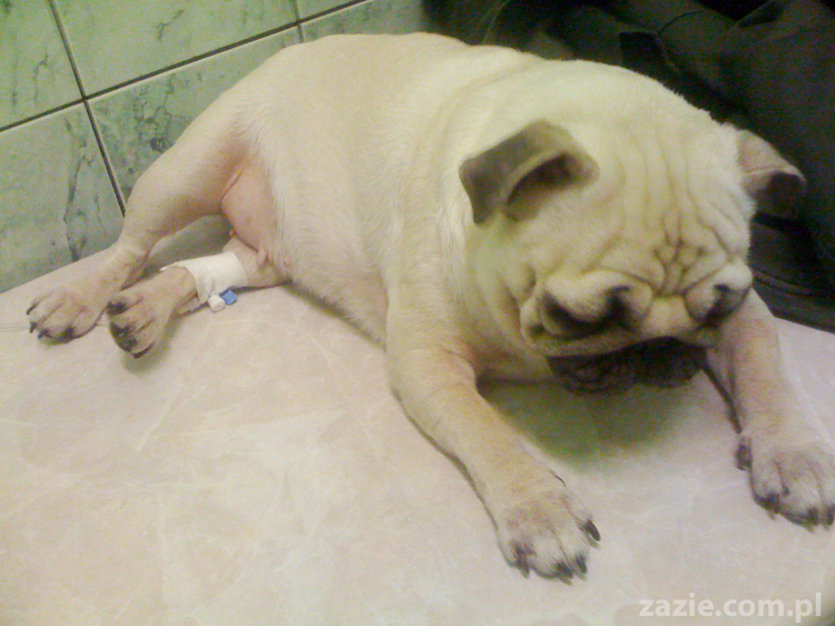 Kumok po kilkugodzinnej kroplówce