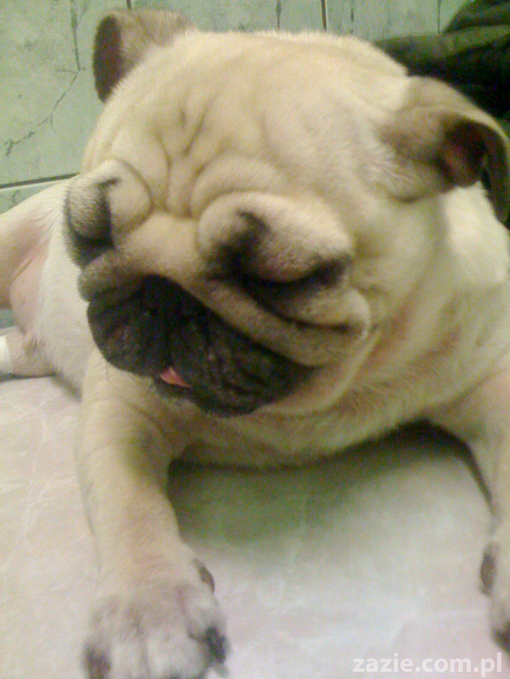 pies rasy mops po wstrząsie anafilaktycznym