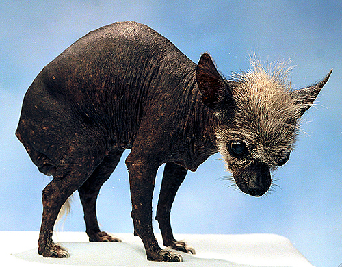 nieodpowiedzialne rozmnażanie psów i krzyżowanie ras