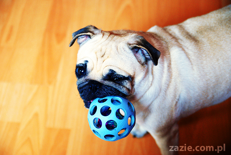 Kumok i Miszur życie z mopsami living with pugs śmieszne psy