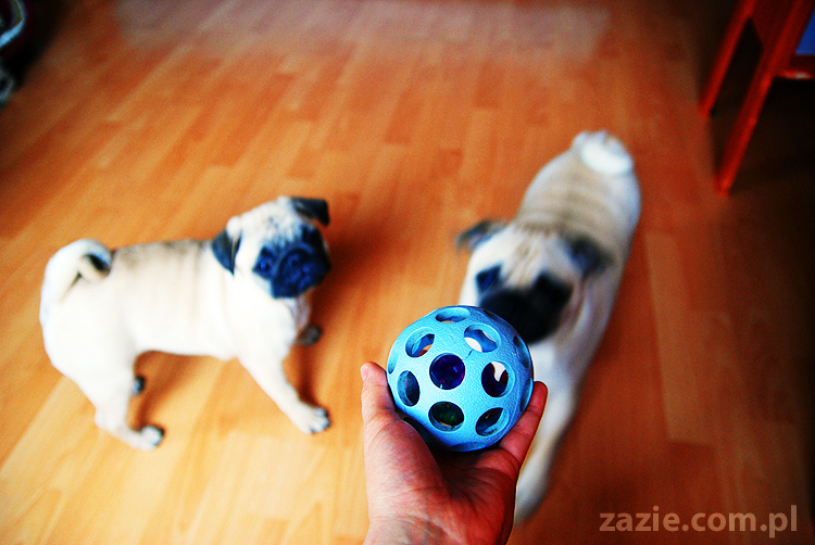 Kumok i Miszur życie z mopsami living with pugs śmieszne psy