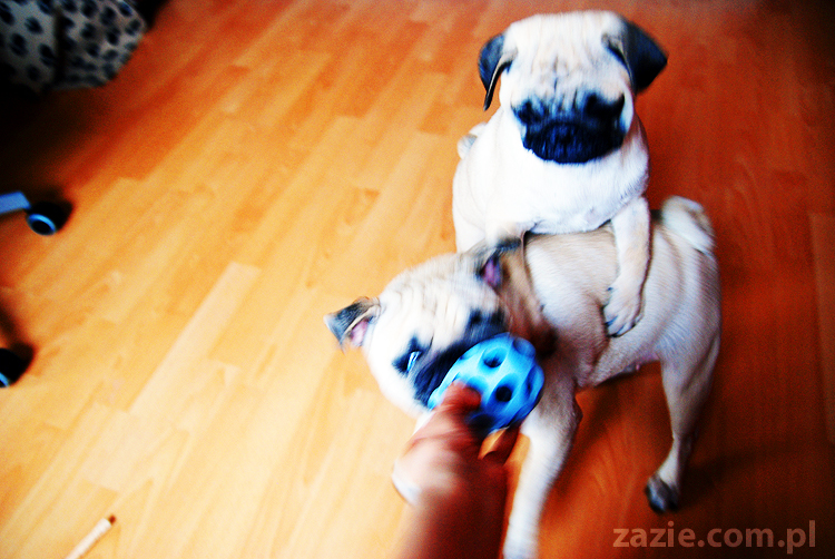 Kumok i Miszur życie z mopsami living with pugs śmieszne psy