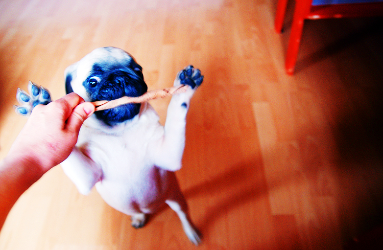 Kumok i Miszur życie z mopsami living with pugs śmieszne psy