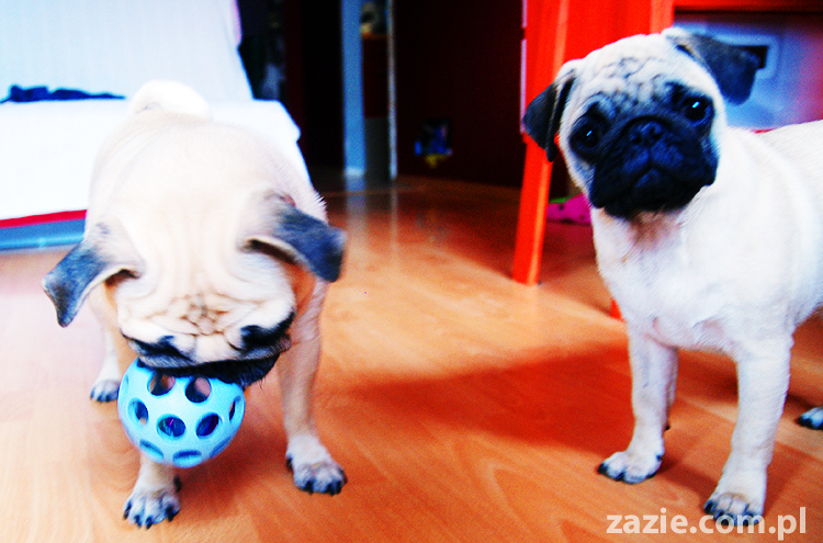 Kumok i Miszur życie z mopsami living with pugs śmieszne psy