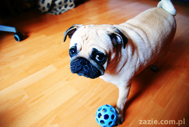 Kumok i Miszur życie z mopsami living with pugs śmieszne psy