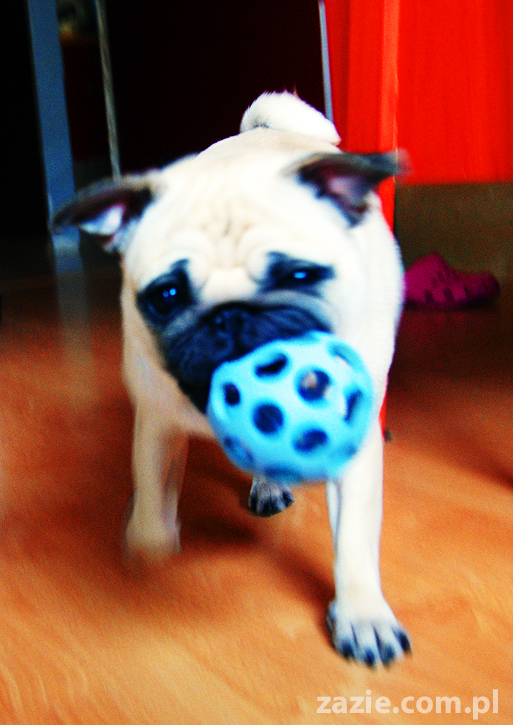 Kumok i Miszur życie z mopsami living with pugs śmieszne psy