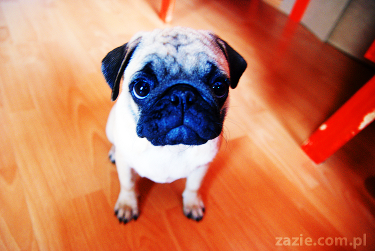 Kumok i Miszur życie z mopsami living with pugs śmieszne psy