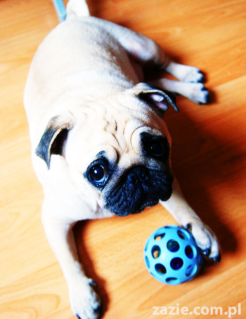 Kumok i Miszur życie z mopsami living with pugs śmieszne psy