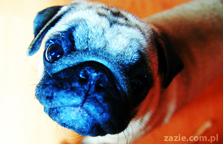 Kumok i Miszur życie z mopsami living with pugs śmieszne psy