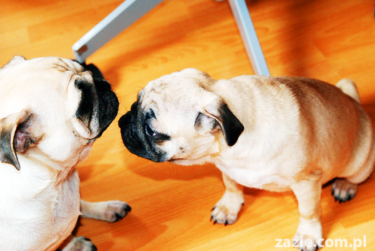 Kumok i Miszur życie z mopsami living with pugs śmieszne psy