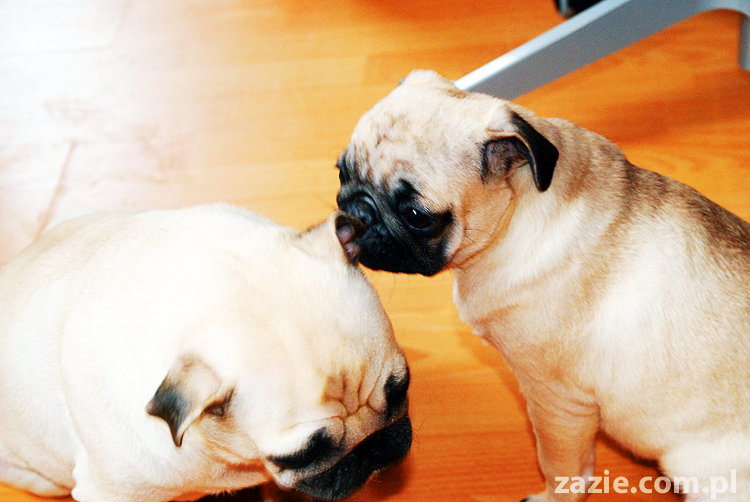 Kumok i Miszur życie z mopsami living with pugs śmieszne psy