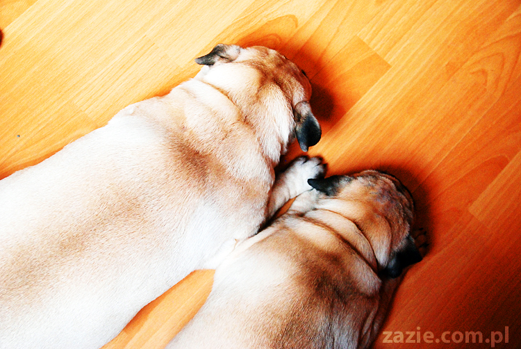 Kumok i Miszur życie z mopsami living with pugs śmieszne psy