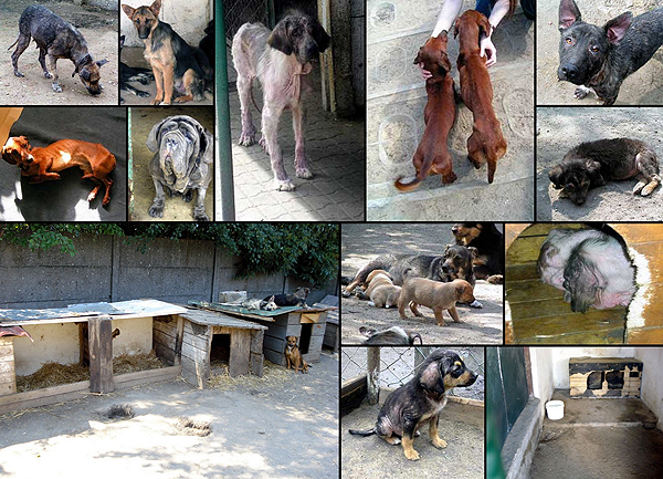 psy w schronisku dla bezdomnych zwierząt