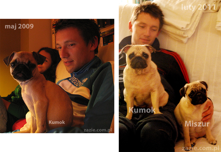 Danny Boy oraz mopsy Kumok i Miszur