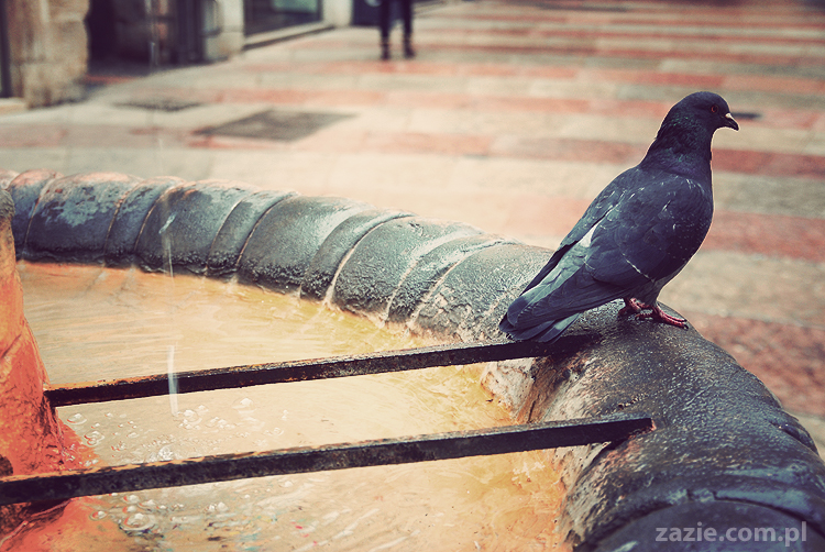 pocztówki z Trydentu postcards from Trento