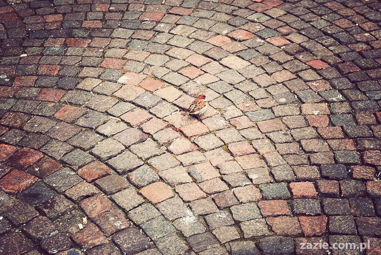 pocztówki z Trydentu postcards from Trento