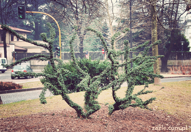 pocztówki z Trydentu postcards from Trento