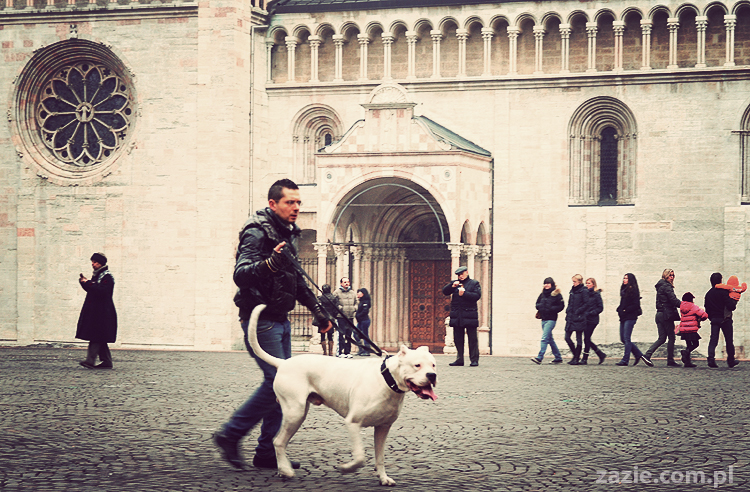 pocztówki z Trydentu postcards from Trento