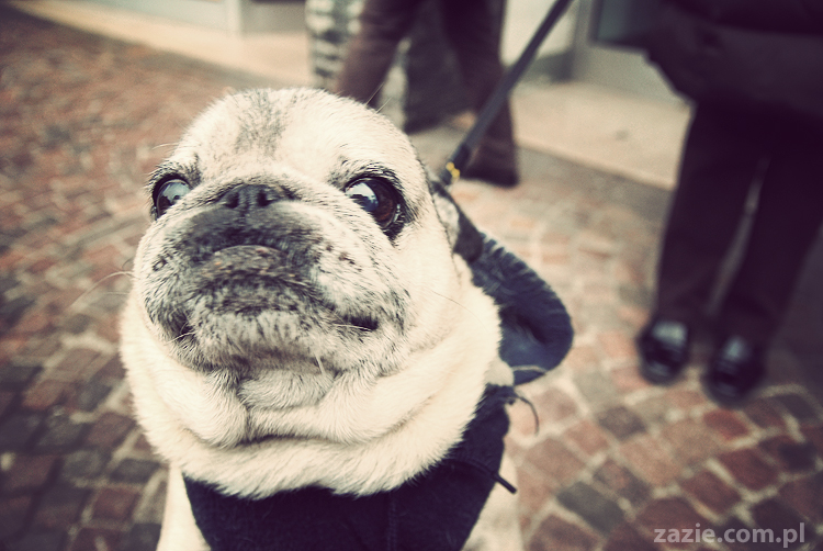 pocztówki z Trydentu postcards from Trento