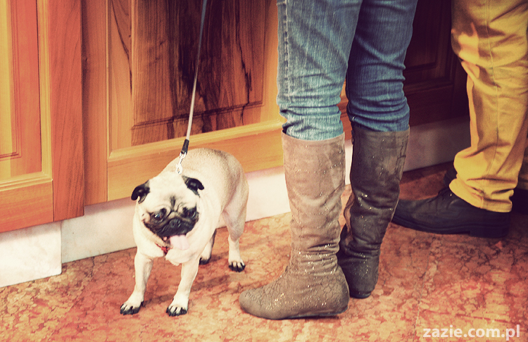 pocztówki z Trydentu postcards from Trento