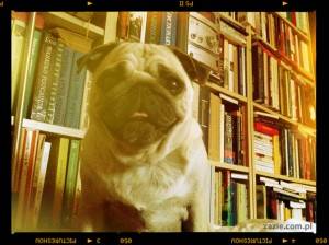 projekt 365 dni w obiektywie (10)