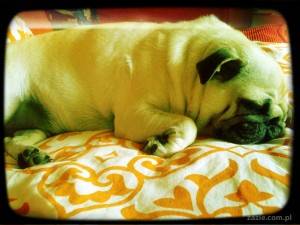 projekt 365 dni w obiektywie (11)