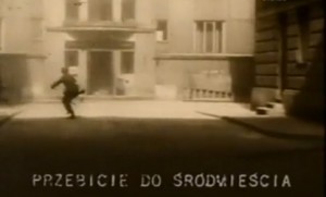 1 sierpnia – święto słoneczników