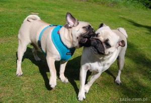 mopsów nigdy dość