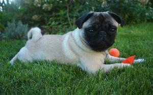 kuzynka z prowincji – Bułeczka