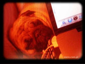 projekt 365 dni w obiektywie (4)