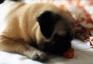 tymczasem obejrzyjcie Marchewkowego Potwora: