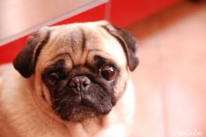 trzy mopsy o poranku w naprawdę niedużym mieszkanku