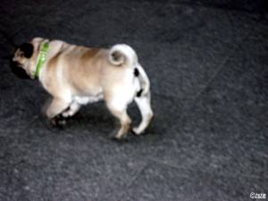 Międzynarodowy Dzień Psa