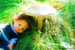 Rarka Orka na Grzyborkach – czyli: Grzybobranie 2011 [Fundacja Form i Kształtów]