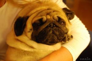 życie bez mopsa jest możliwe, ale kompletnie pozbawione sensu