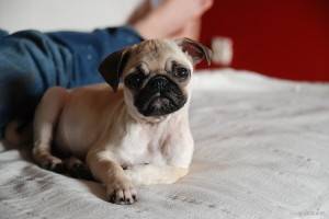 zezowate szczęście.