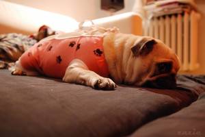 jak Kumoka pokroili, naprawili i mamusi zwrócili…