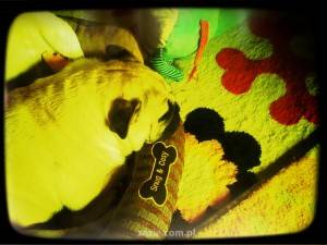 mopsy śpią, a matka zarabia na chrupki