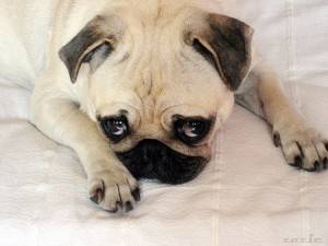 pies czeka na człowieka