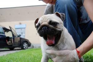 dzień z życia Kumoka