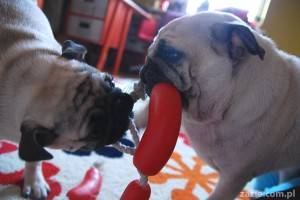 Kumok i Miszur czyli kung-fu fighting copywriting