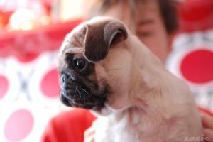 dwie małe śfinie i niedzielny poranek na tarchominie