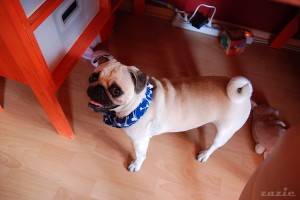 … dwa dni i pies będzie jak nowy!