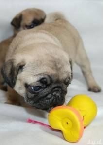 proszę państwa, oto… MISZUR