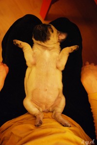 półtorakilogramowy kurczak.