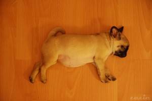 studium mopsiego szczeniaczka