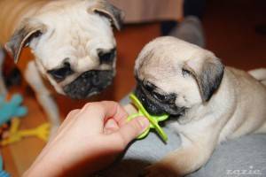 mała pirania kontratakuje || biała kiełbasa się uwstecznia