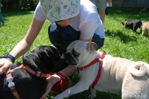 czerwcowy wypas mini-świnek ;)