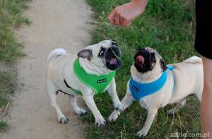 anatomia miłości   ||   fizjologia przywiązania