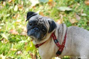 szukamy zaginionej mopsiczki